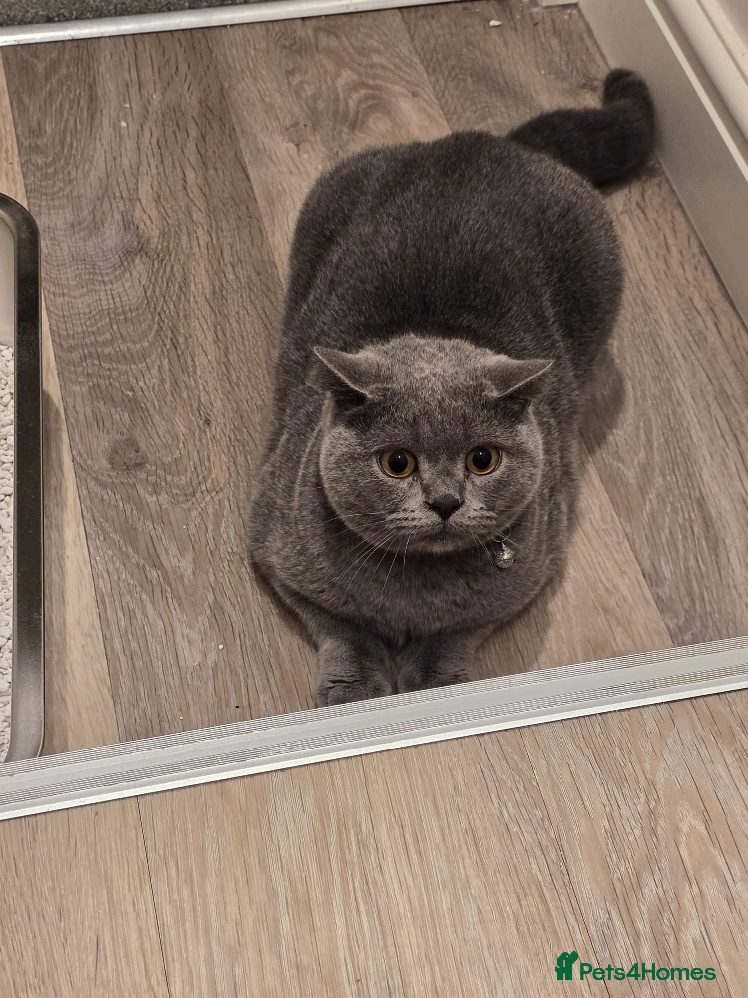 British Shorthair cats British shorthair 13 months old - Advert 2
