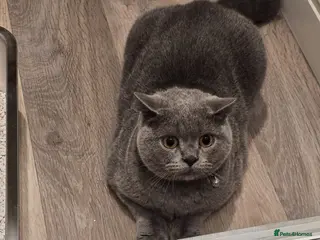 British Shorthair cats British shorthair 13 months old - Advert 3