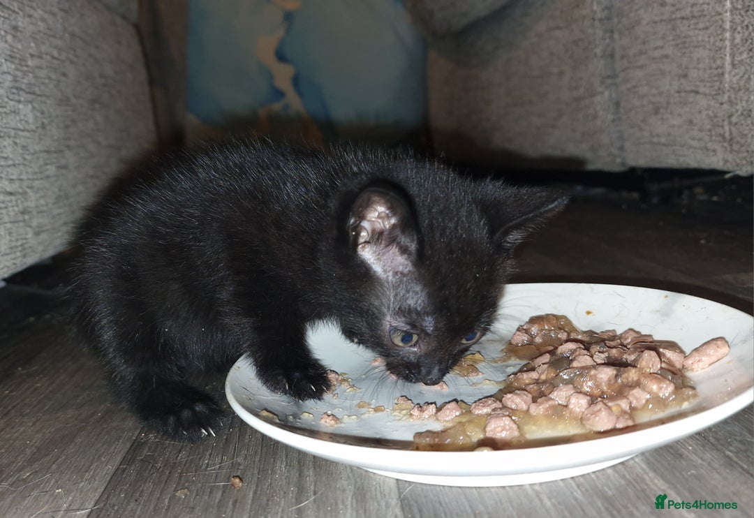British Shorthair cats for sale: 4 Beautiful Black Kittens  - Image 4