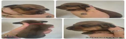 Miniature Dachshund dogs for sale: PRA CLEAR MINIATURE DACHSHUND GIRLS - Advert 2