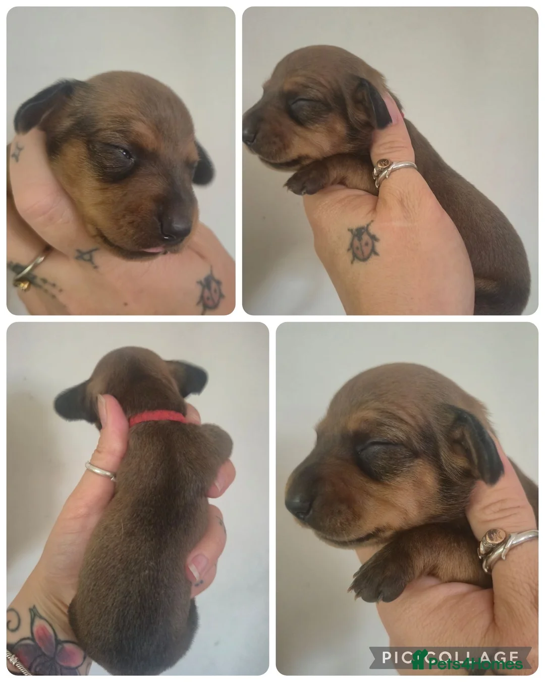 Miniature Dachshund dogs for sale: PRA CLEAR MINIATURE DACHSHUND GIRLS - Advert 2