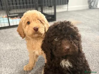 Cockapoo dogs Cockapoo puppies ready now - Advert 1