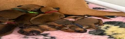 Rhodesian Ridgeback dogs for sale: Rhodesian Ridgeback Puppies born 21st June 2026 - Advert 17