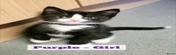 Mixed Breed cats for sale: Fluffy kittens - Advert 9