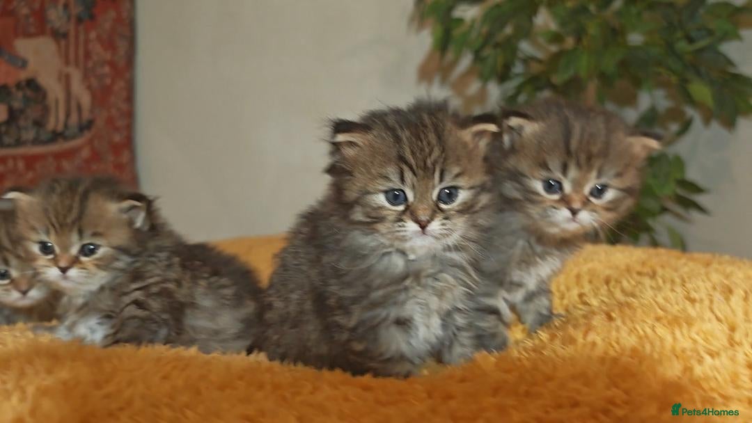 Siberian cats for sale: Siberian GCCFxGolden Chinchilla GCCF - Advert 14