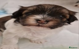 Havanese dogs for sale: Stunning KC Registered Havenese babies available.  - Image 12