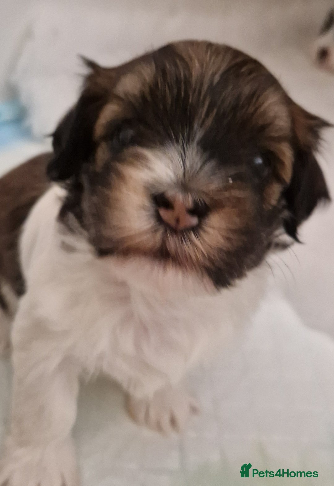Havanese dogs for sale: Stunning KC Registered Havenese babies available.  - Image 12