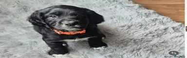 Cockapoo 1