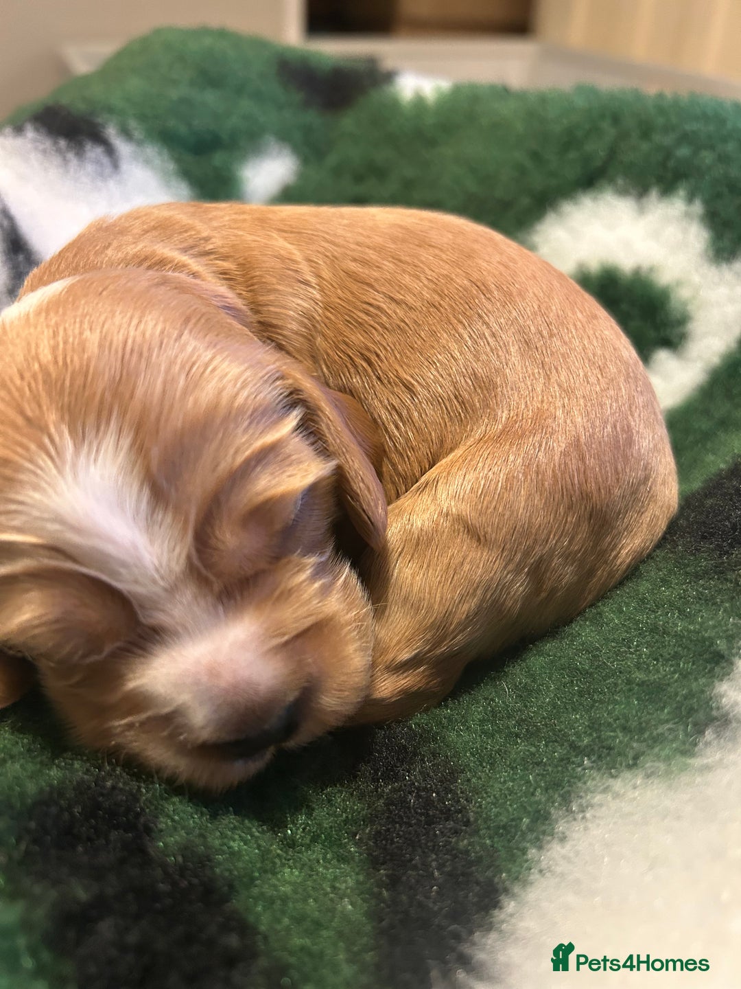 Cocker Spaniel dogs for sale: Show cocker spaniel  - Image 6