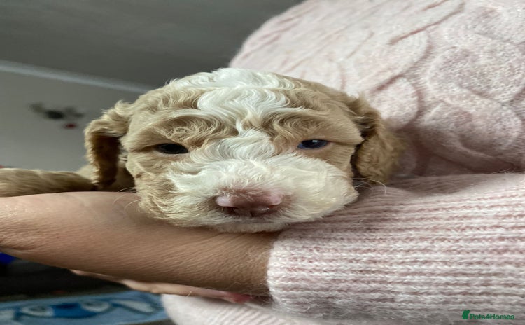 Cavapoo dogs - Advert 2