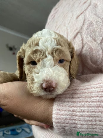 Cavapoo dogs - Advert 7