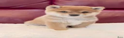 Japanese Shiba Inu dogs for sale: Five Little Fox-Faced Charms Shiba Inu Puppies - Advert 3