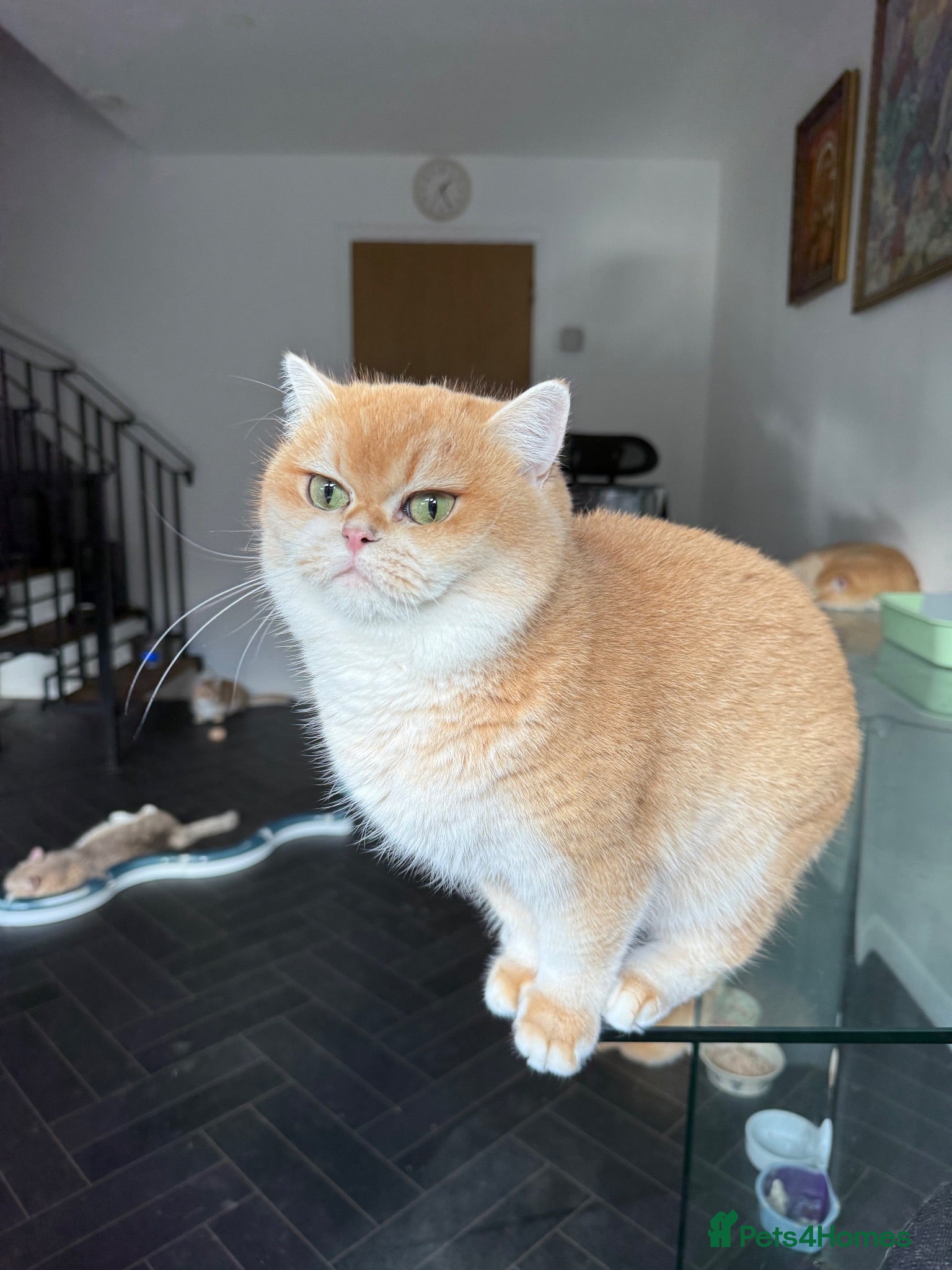 British Shorthair cats GCCF registered Chocolate Golden Kittens - Advert 2