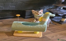 Bengal cats for stud: Silver Bengal Stud 🩶 TICA reg. in Luton - Image 2