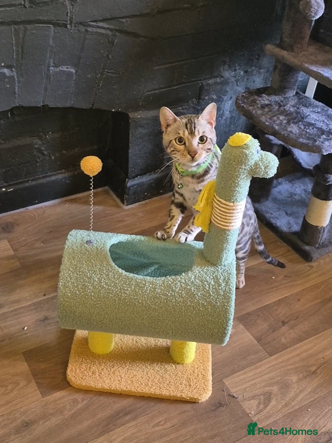 Bengal cats for stud: Silver Bengal Stud 🩶 TICA reg. in Luton - Image 2