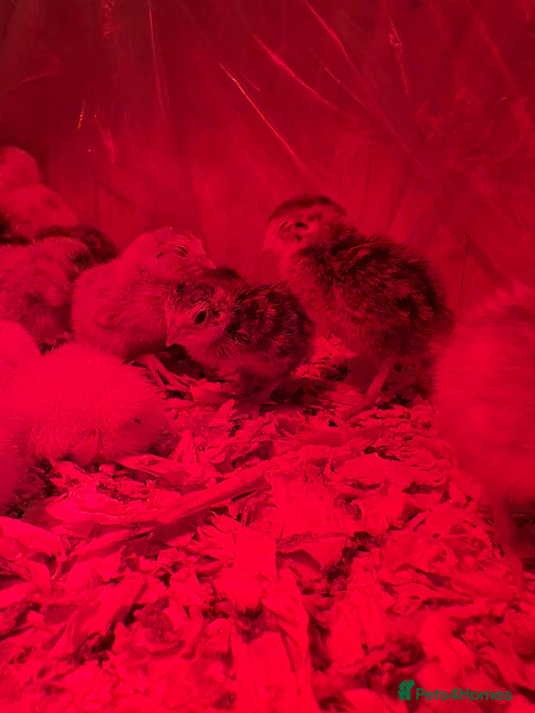 Quail poultry for sale: 3day old Coturnix quails - Advert 2