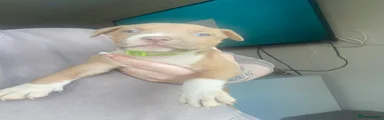 Lime female