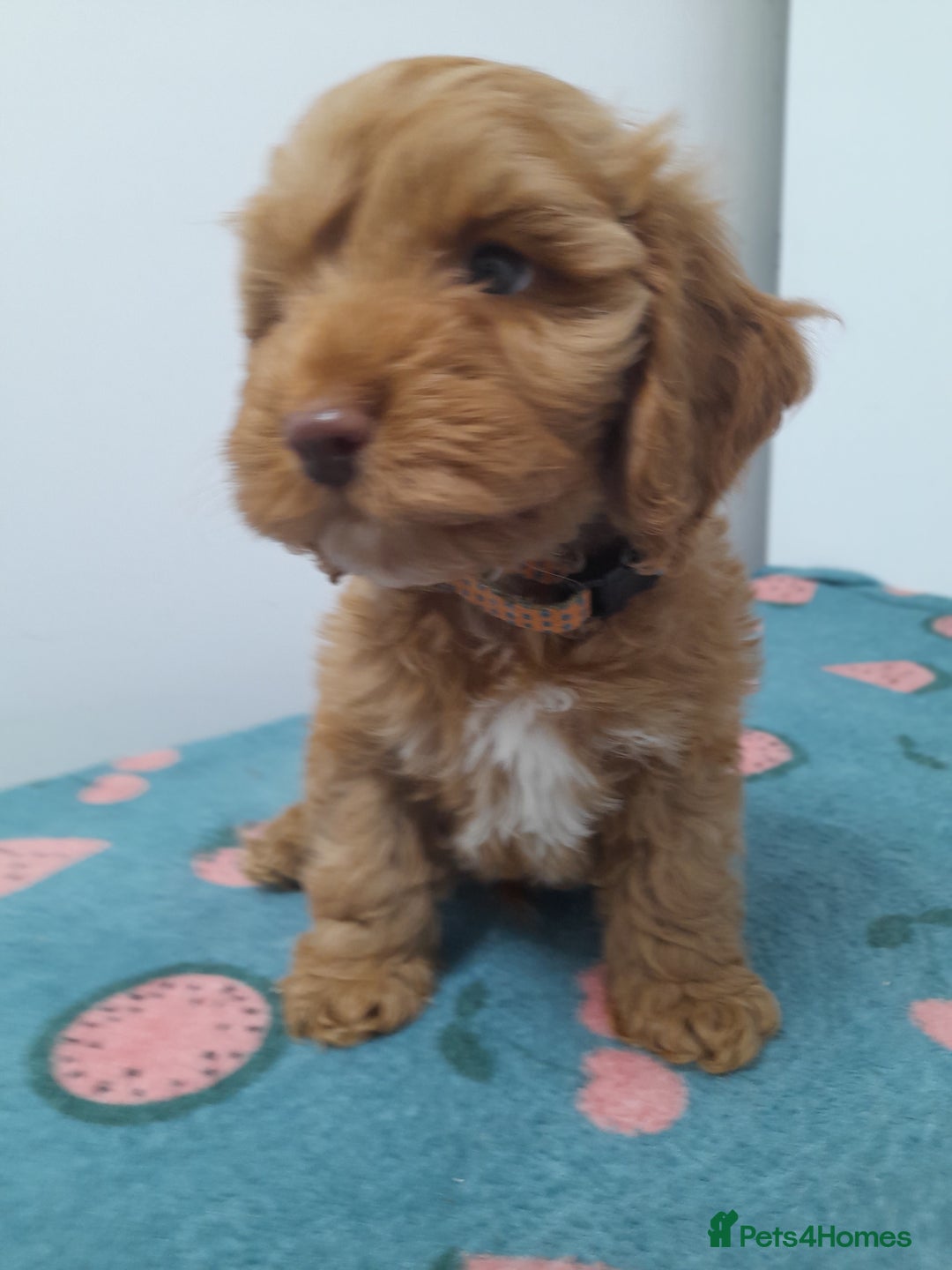 Cockapoo dogs for sale: Beautiful cockapoo puppies ready now - Advert 24