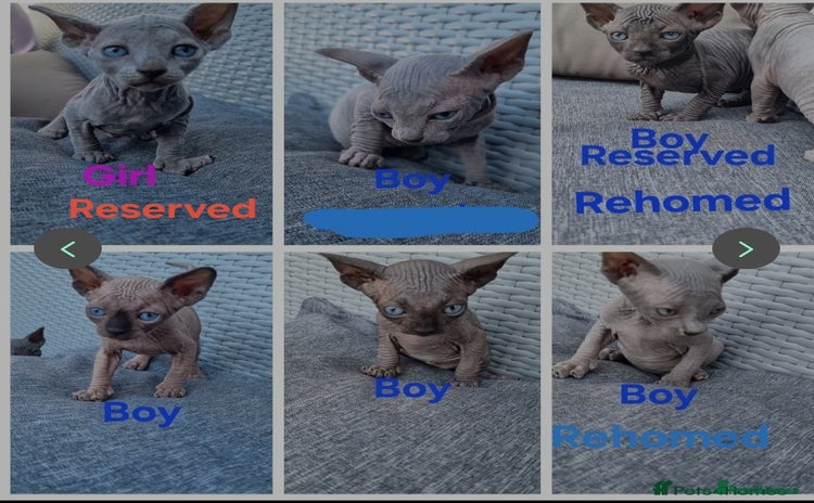 Sphynx cats - Advert 3