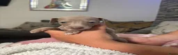 Mixed Breed dogs for sale: Italian greyhound 3/4 and 1/4 whippet puppies  - Advert 3