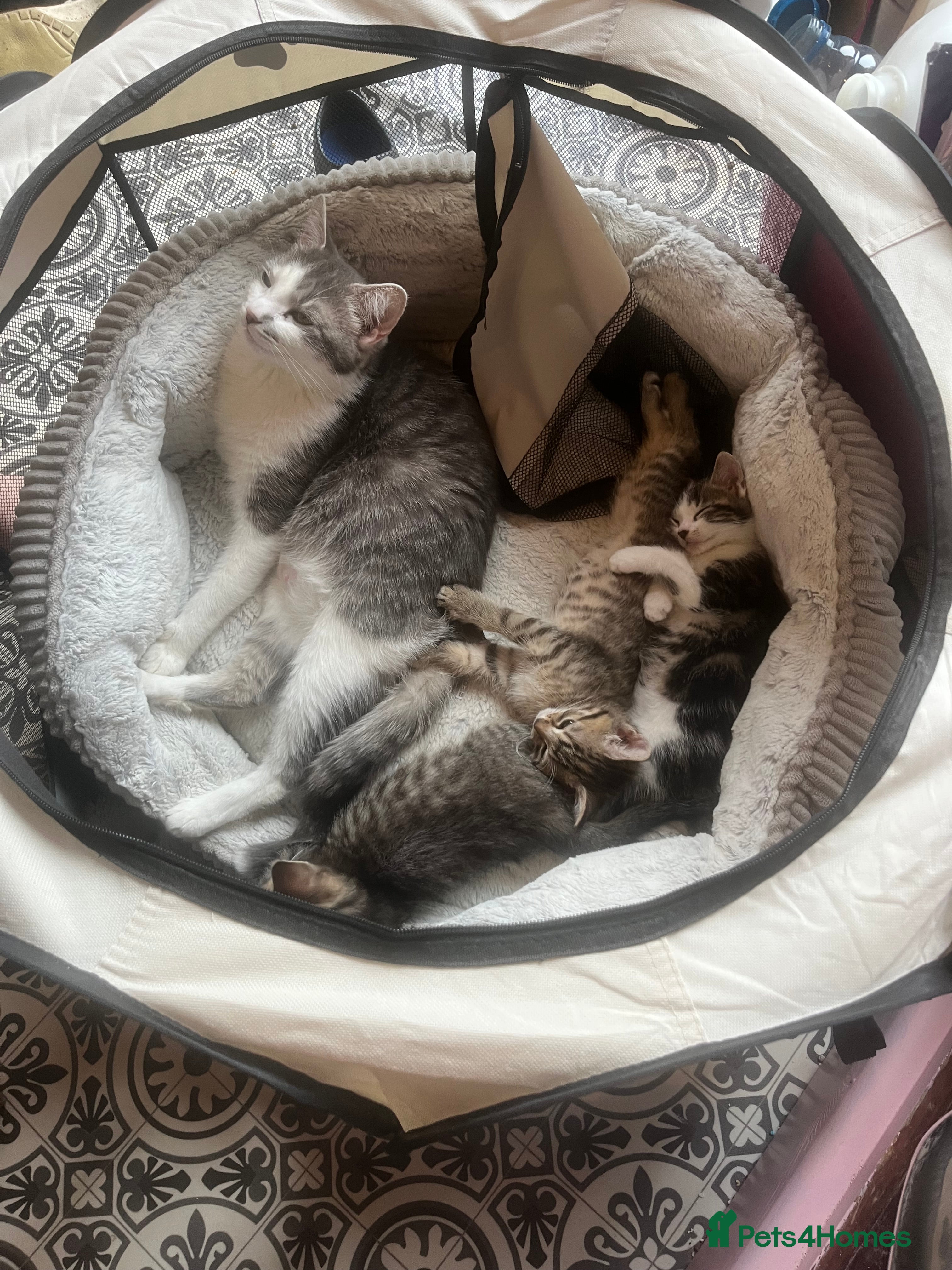 Mixed Breed cats Mixed breed kittens, one male one female - Advert 1