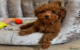 Maltipoo dogs for sale: Beautiful Maltipoo Toy Puppies - Image 14