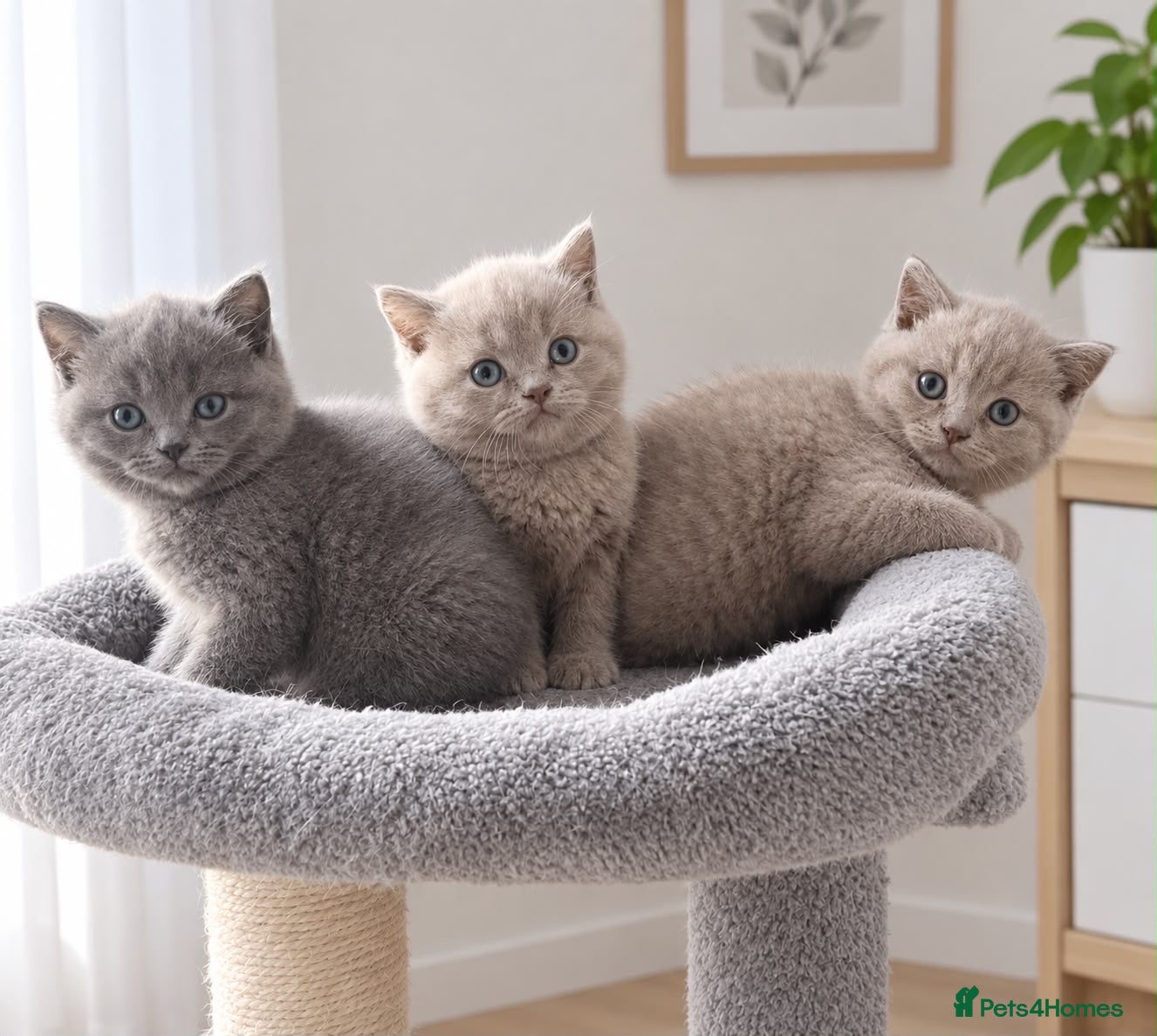 British Shorthair cats Beautiful Bsh kitten READY TOMORROW  - Advert 1
