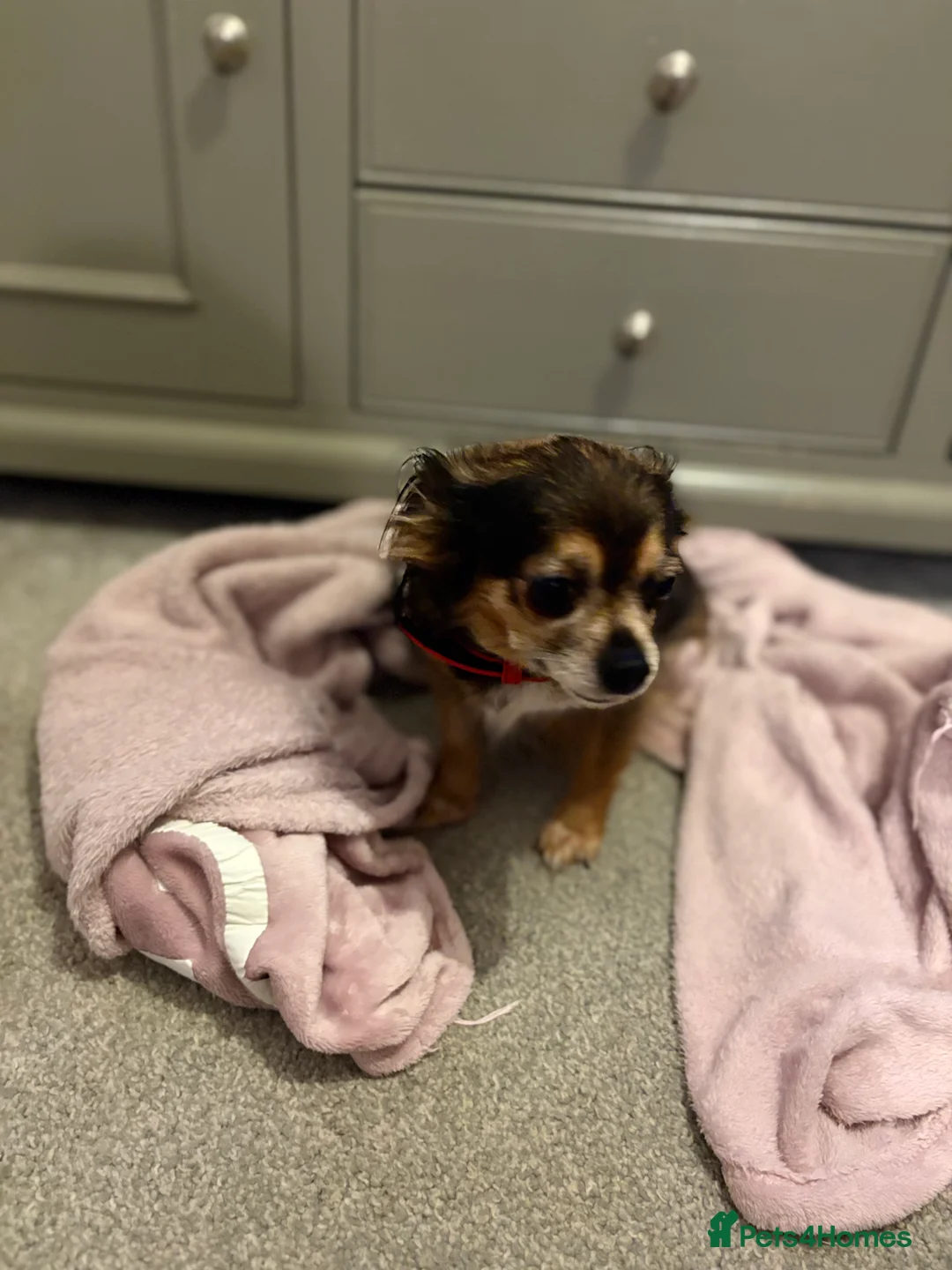 Chipoo dogs for sale: Beautifully brave tiny rare chipoos  - Advert 3