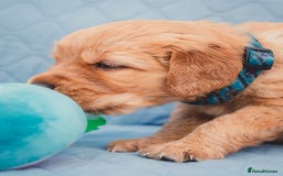 Golden Retriever dogs for sale: Golden Retriever Puppies KC Dad  - Image 29