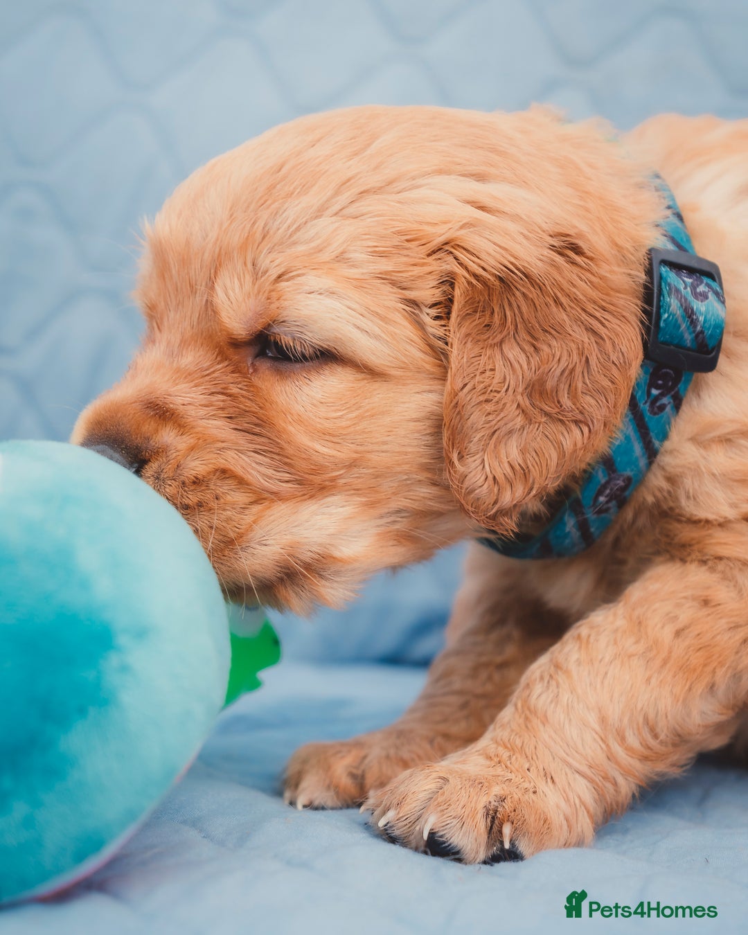 Golden Retriever dogs for sale: Golden Retriever Puppies KC Dad  - Image 29