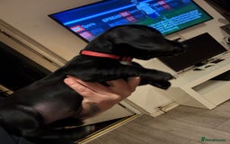 Mixed Breed dogs for sale: Dockers! Beautiful 3 girls left READY NOW  - Advert 7