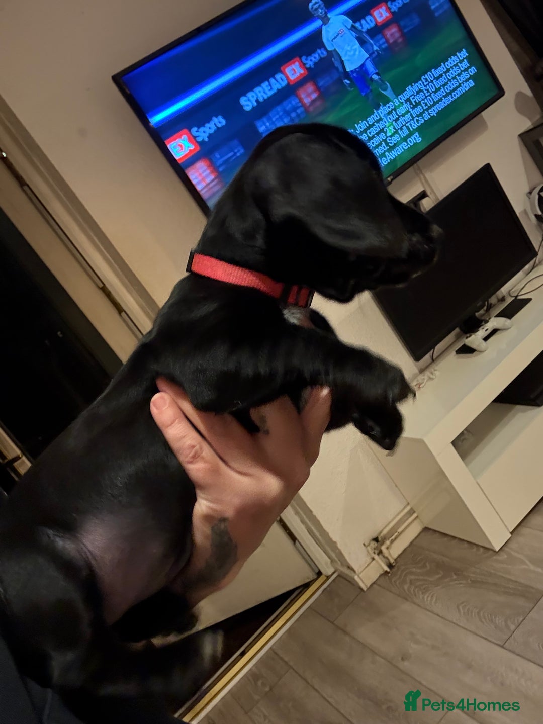 Mixed Breed dogs for sale: Dockers! Beautiful 3 girls left READY NOW  - Advert 7