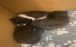 Mixed Breed cats for sale: Gorgeous Maine coon X blue kittens - Image 10