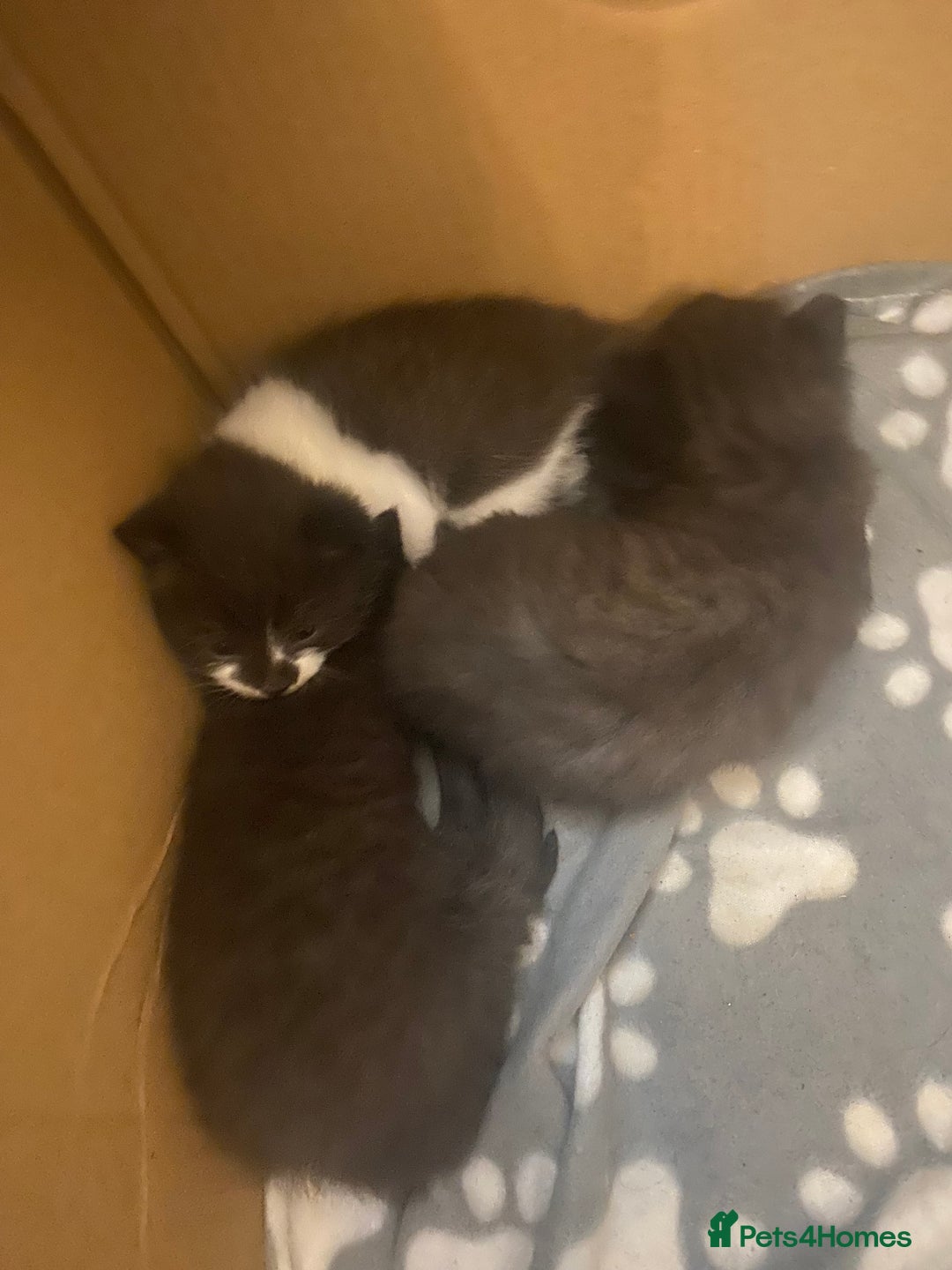 Mixed Breed cats for sale: Gorgeous Maine coon X blue kittens - Image 10