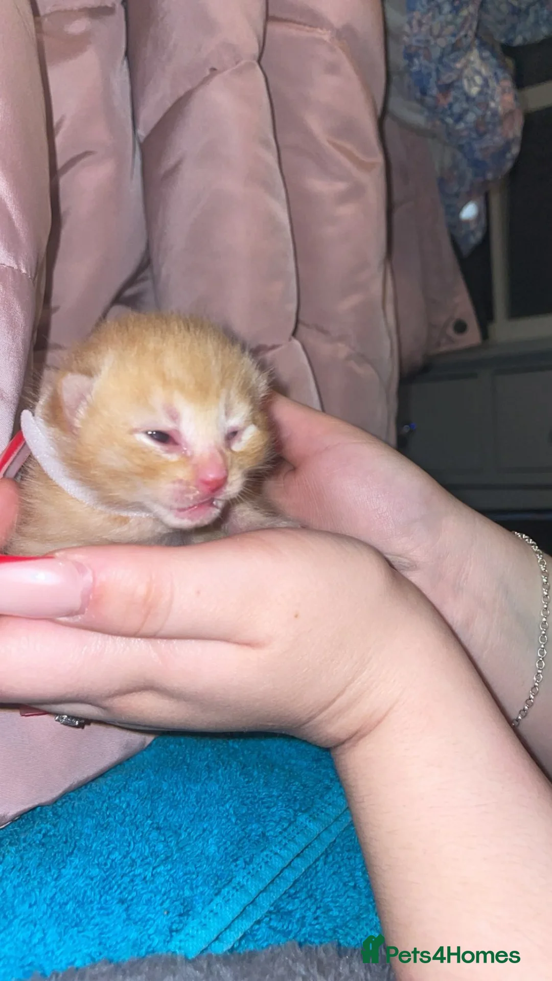 Mixed Breed cats for sale: Beautiful ginger male kittens - Advert 2