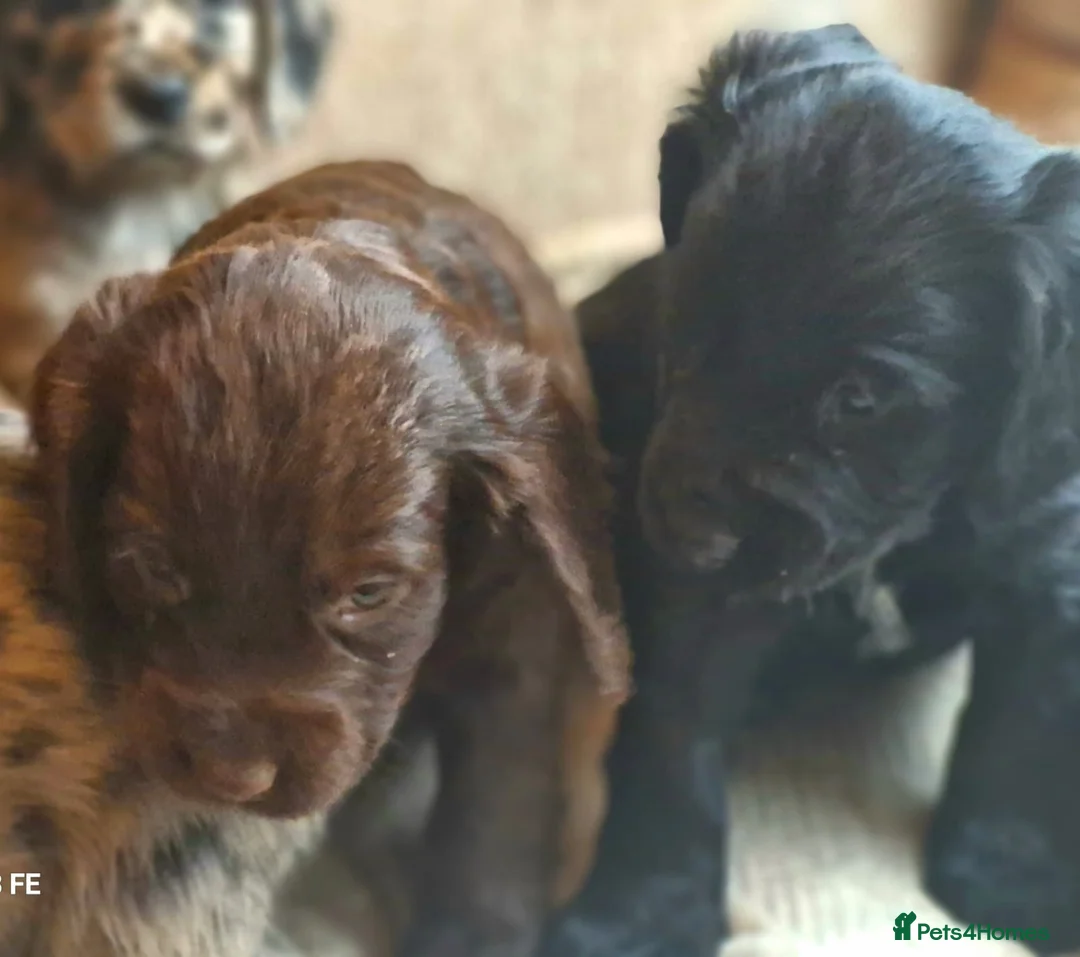 Cocker Spaniel dogs for sale: Mixed litter of Cocker Spaniel puppies  - Advert 33