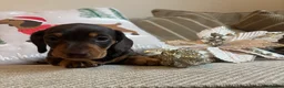 Miniature Dachshund dogs for sale: BEAUTIFUL PRA CLEAR & KC REG MINIS - Advert 5