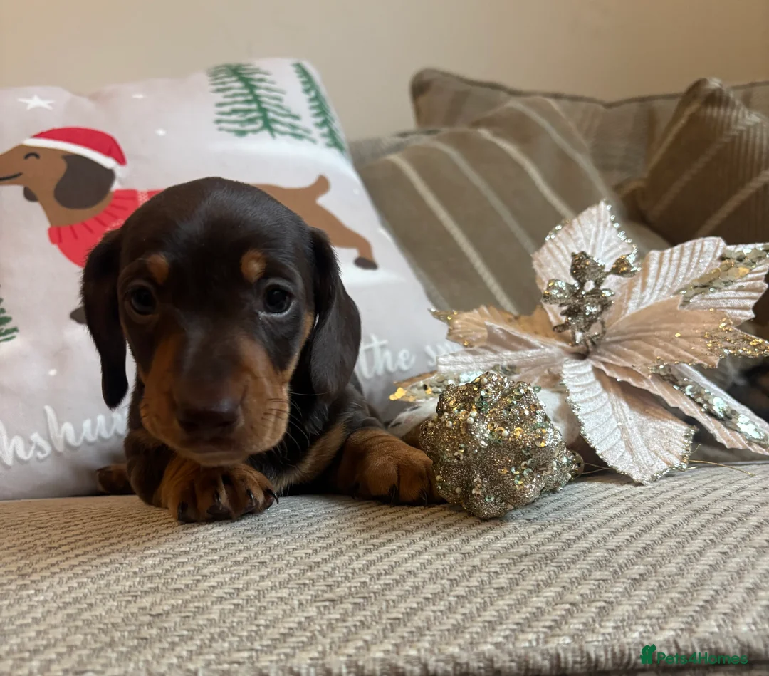 Miniature Dachshund dogs for sale: BEAUTIFUL PRA CLEAR & KC REG MINIS - Advert 5