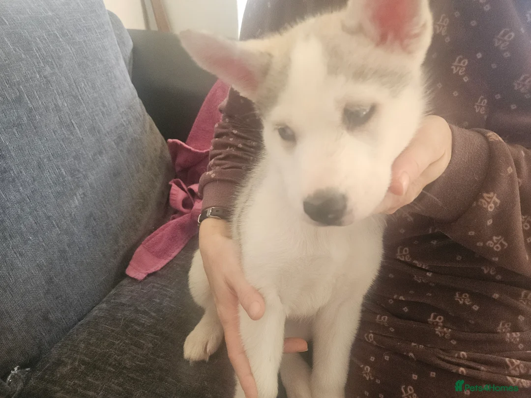 Siberian Husky dogs for sale: Male 1 - Advert 2