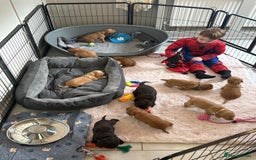 Cocker Spaniel dogs for sale: Kc reg cocker spaniels with 5 weeks insurance  - Advert 28