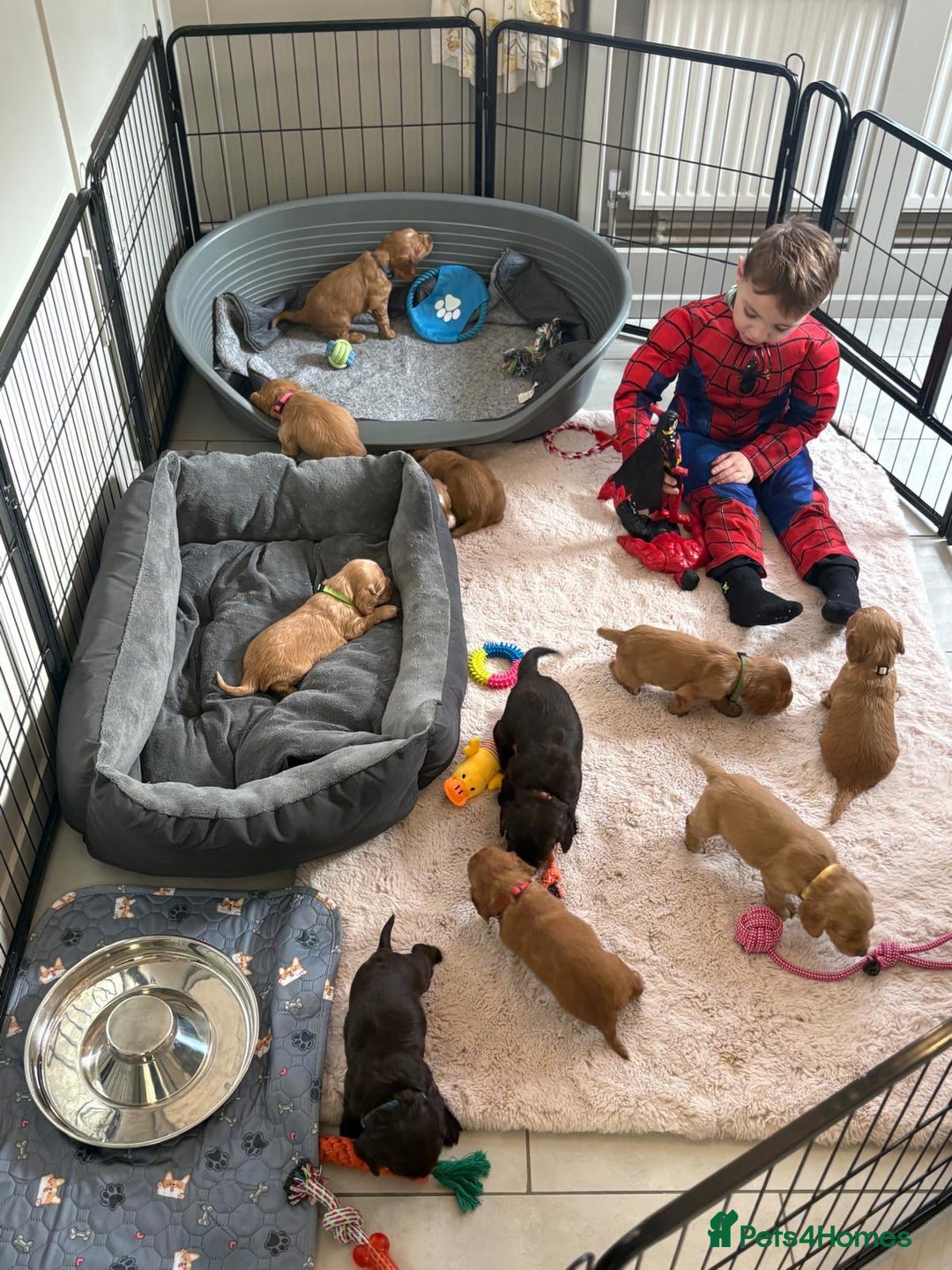 Cocker Spaniel dogs for sale: Kc reg cocker spaniels with 5 weeks insurance  - Advert 28