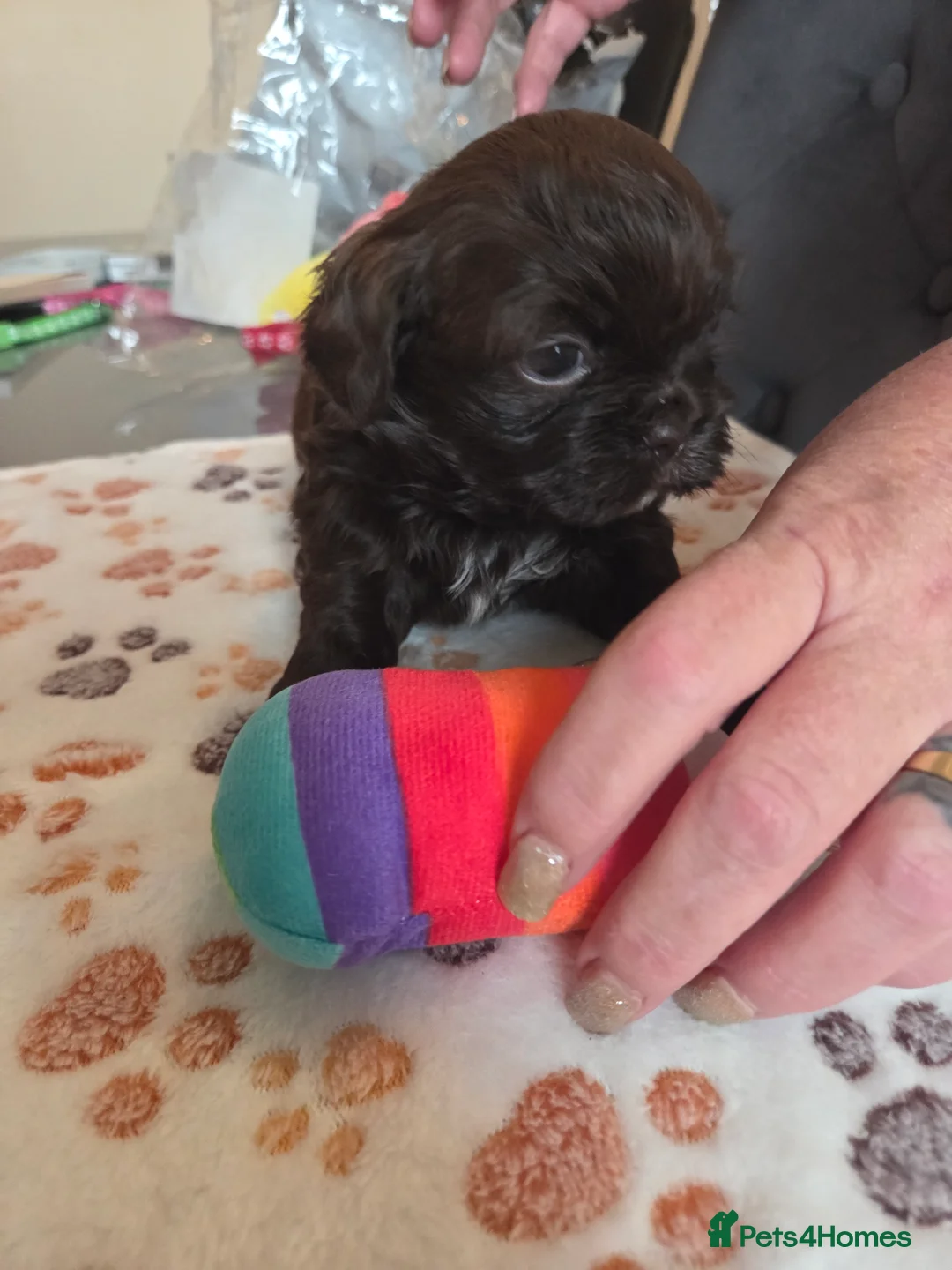 Shih Tzu dogs for stud: Shih Tzu For Stud - Advert 11