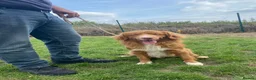 Nova Scotia Duck Tolling Retriever dogs for sale: Fantastic nova pups  - Advert 8