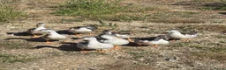 Ducks poultry for sale: Miniature Silver Appleyard drakes - Advert 5