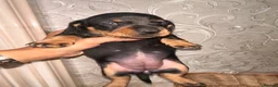 Dachshund dogs for sale: Dachshund  - Advert 8
