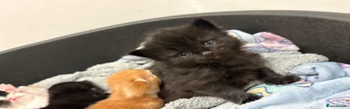 Domestic Shorthair Kitten 3