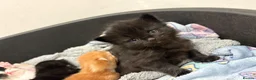 British Shorthair cats for sale: 1 beautiful kitten left - Advert 10