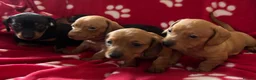 Miniature Dachshund dogs for sale: Kc reg 5 mini dachshund for sale  - Advert 4