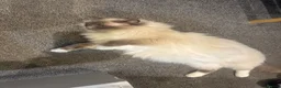 Ragdoll cats for sale: 2 female ragdolls looking for homes  - Advert 11