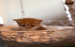 Persian cats for sale: Exotic Persians - Image 15